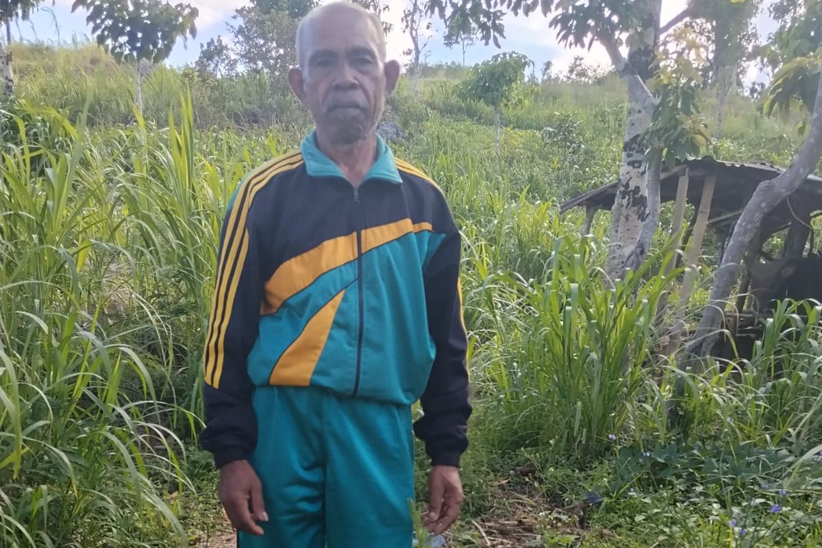 Guru SD di NTT menghadapi proses hukum terkait tuduhan pencurian kayu